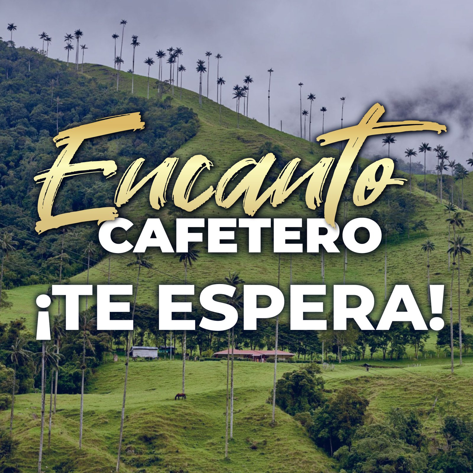 Eje-cafetero-7